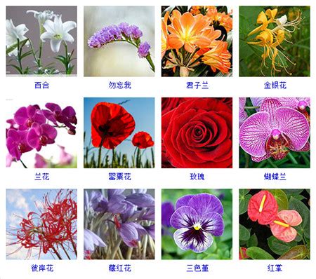 花的图片 快速识别几种花-花百科