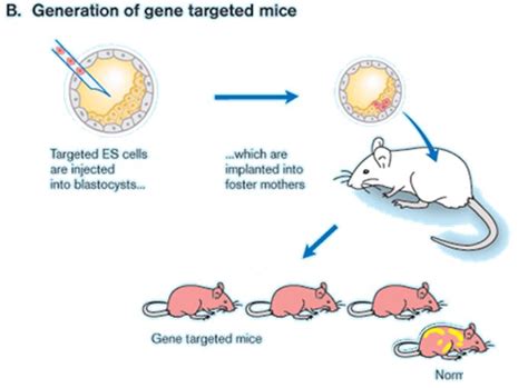 皮肤优势型慢性移植物抗宿主病小鼠模型的构建