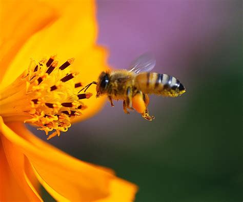 蜜蜂采蜜高清图片下载-正版图片500261396-摄图网