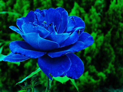 这种春天开蓝色小花的植物叫什么-春天开蓝色小花四个花瓣什么花