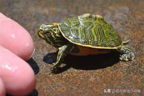 池塘里的棕色淡水龟高清图片下载-正版图片507393953-摄图网