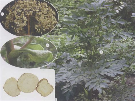 怎样种植白芷 种植技术方法-养花技巧-江苏长景园林