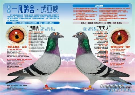 盲人鸽友频频举牌 数羽奖鸽招至麾下--中国信鸽信息网相册