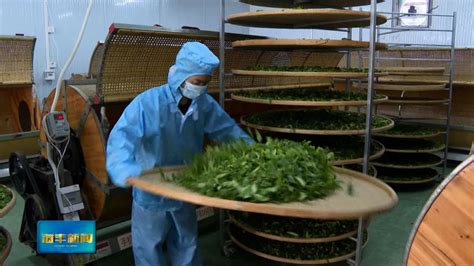 福贡老姆登高山茶种植农民专业合作社