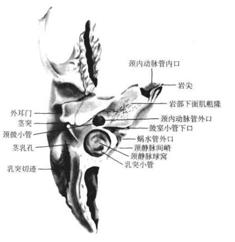 颞骨的位置图图片