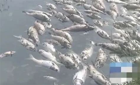 湖北武汉新洲区一鱼塘疑造人投毒，2万斤鱼死亡 - 知乎