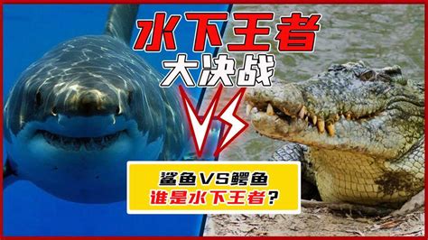 鲨鱼VS鳄鱼，两者到底谁能强一些？数据对比，告诉你差距有多大_腾讯视频