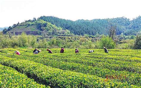 春茶吐绿 景德镇18万亩茶园迎来全面开采期凤凰网江西_凤凰网