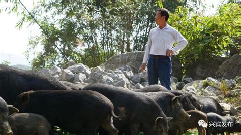大同藏香猪品种介绍_藏香猪_山东明鑫特种养殖基地