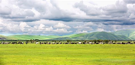 “风吹草低见牛羊”，新疆10万只牲畜冬季转场进入尾声_凤凰网视频_凤凰网