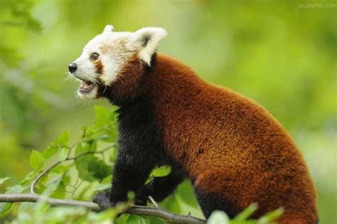 大熊猫是怎么进化出来的？ - 知乎