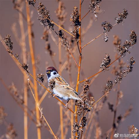 麻雀 鸟 枝杈 自然 野生 户外 鸟类学 单 休息 小图片免费下载 - 觅知网