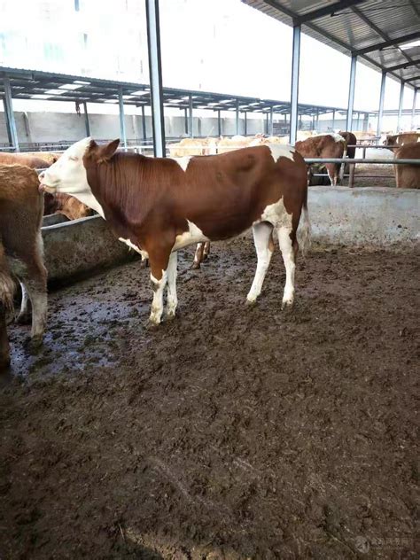 鸡西西门塔尔牛养殖基地 四五百斤的小公牛价格 吉林四平 福成五丰-食品商务网