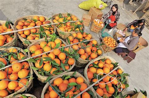 四川内江：中熟血橙错峰上市-人民图片网