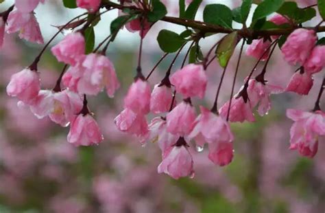 垂丝海棠花如何种植？垂丝海棠的种植方法与基本的养护知识-绿宝园林网