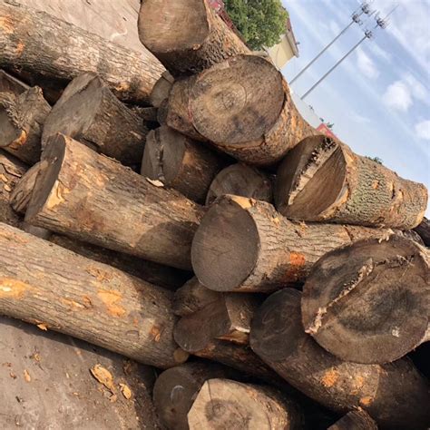 山樟木自然干板材--地板_产品图片信息_中国木材网！