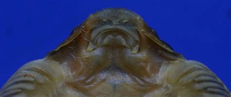 爬岩鳅属鱼类再添一新成员----中国科学院昆明动物研究所
