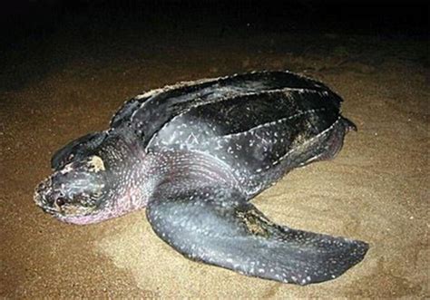 棱皮龟-环渤海两栖爬行动物-图片