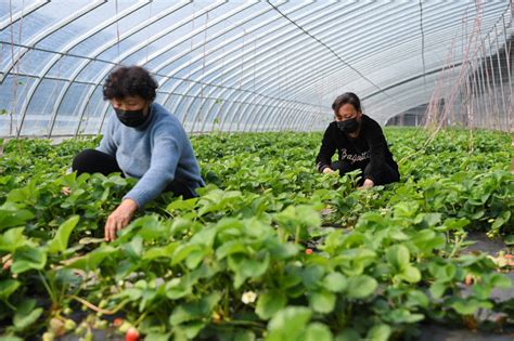 河北临城：特色种植生产忙 - 图片新闻 - 网站新闻 - 陇萃源