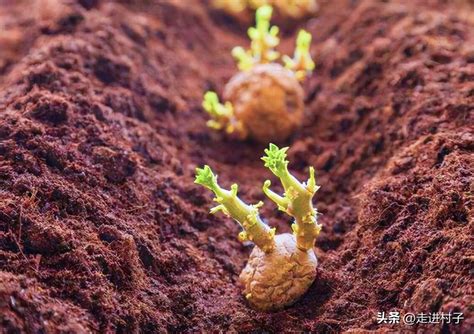绿豆应该在几月份种植，有哪些实用的种植技术-农百科