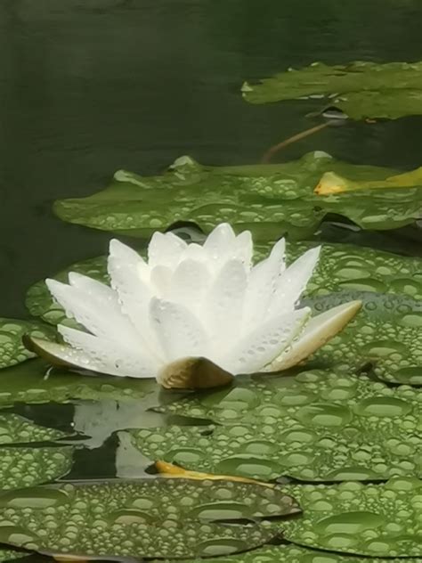 静心图片