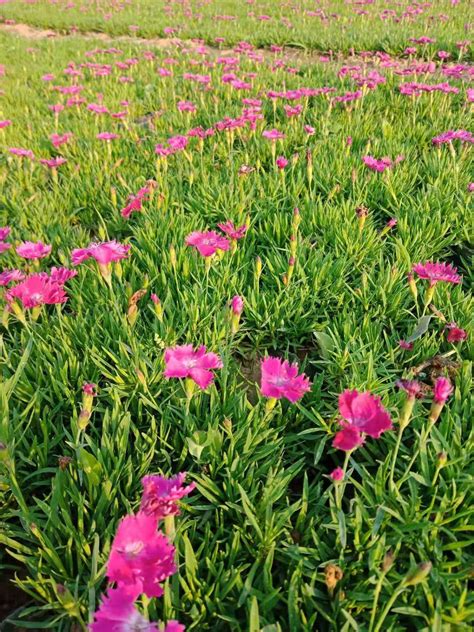 大量批发欧石竹 青州基地种植欧石竹绿化草坪耐低温欧石竹花海-阿里巴巴