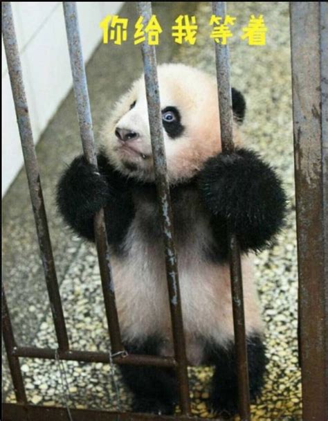 大熊猫为什么被视为中国的国宝？_十万个为什么
