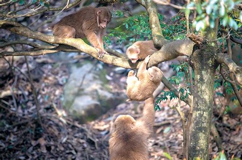 动物科普-黄山松鼠 - 天柱山欢乐大世界