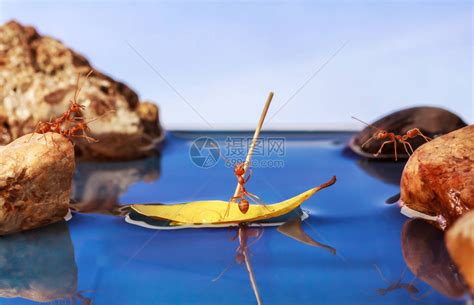 蚂蚁划船过水团队合作理念高清图片下载-正版图片502601111-摄图网