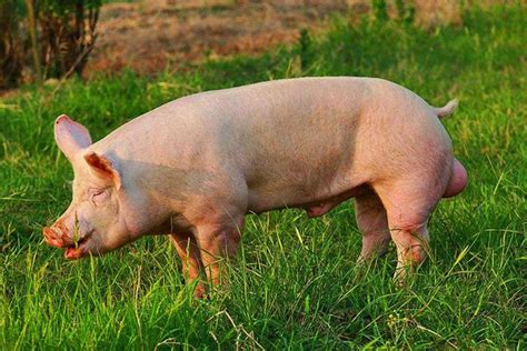 一头猪一天吃多少斤牧草？-长景园林网