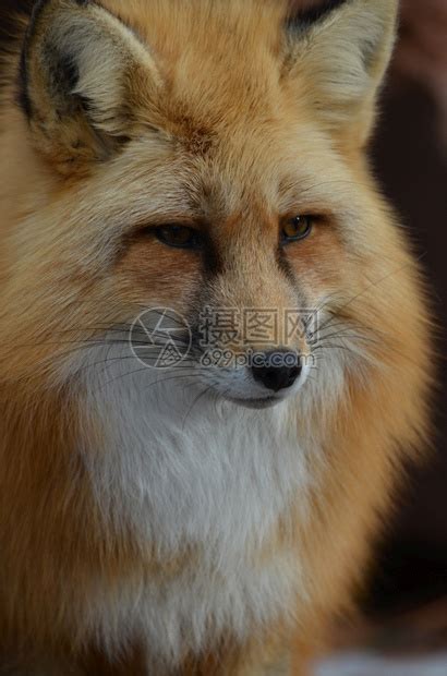 狐狸49135_动物合集_动物类_图库壁纸_68Design