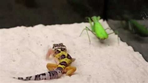 蜥蜴VS螳螂！同为昆虫杀手，战斗能力令人很意外_腾讯视频