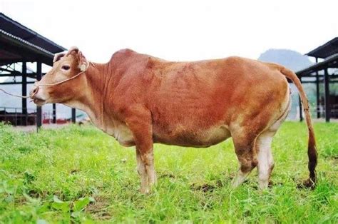 贵州省大型肉牛养殖场 吉林省-食品商务网