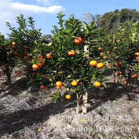 挂果期在200天以上、自然成熟的褚橙于11月初开始采摘_手机新浪网
