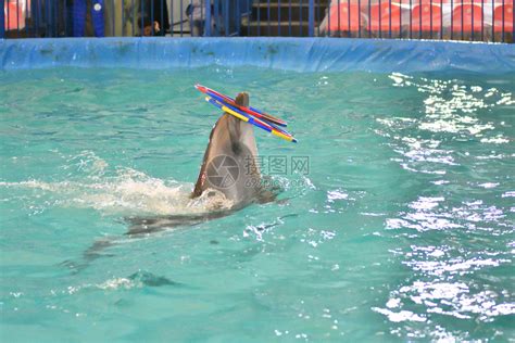海豚表演游泳池高清图片下载-正版图片502878015-摄图网