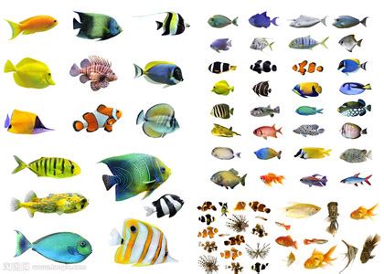 热带鱼大全,家养热带鱼品种及图片,热带鱼图片大全大图_大山谷图库