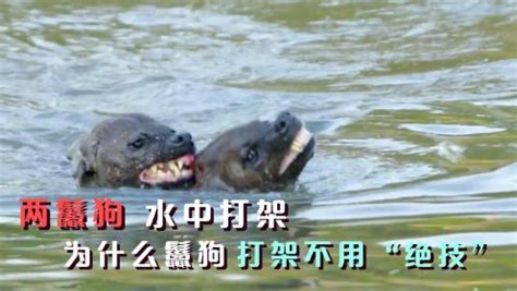 水中两鬣狗打架，二狗打得难舍难分，为什么鬣狗打架不用“绝技”_高清1080P在线观看平台_腾讯视频
