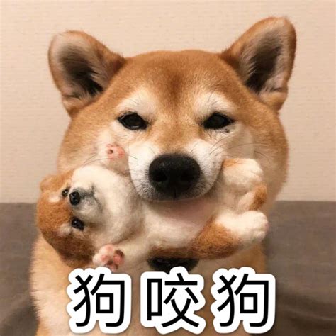 狗咬狗图片
