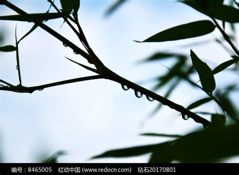 挂着水珠的竹子高清图片下载_红动中国