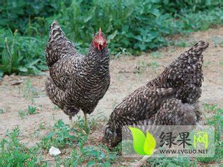 芦花鸡简介 - 绿果鸡品种
