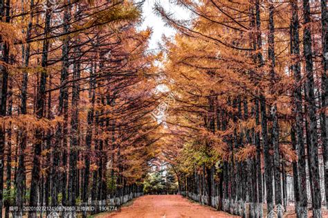 秋天的中国长春百木园景观,森林植被,自然风景,摄影素材,汇图网www.huitu.com