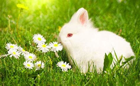 可爱小兔子摄影图高清摄影大图-千库网
