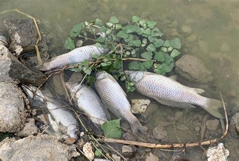 武汉河面浮现大量死鱼变质腐烂 谁来管-麻辣杂谈-麻辣社区