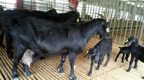 黑山羊价格 黑山羊种苗图片 山东济宁-食品商务网