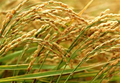 水稻种植一般需要哪些农药？ - 农业种植网