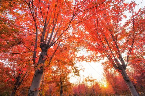 多彩的秋天的树木高清图片下载-正版图片500151579-摄图网