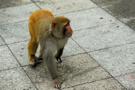 黔灵山：与猴子来一次亲密接触。