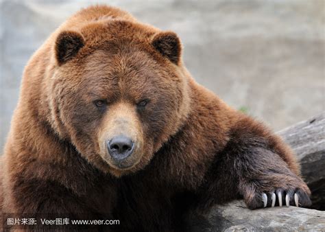 西伯利亚棕熊,棕熊,最大的科迪亚克棕熊_大山谷图库