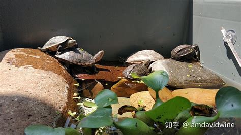 教你乌龟怎么养？