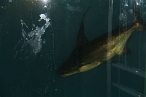 天铭 海底大猎杀 第二季 143 史上第一只被“海胆”扎死的虎鲨！_凤凰网视频_凤凰网